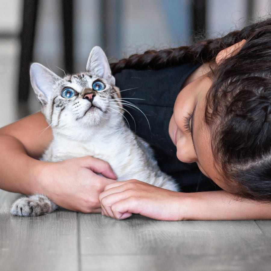 Puppies & Kittens, Morton Veterinarians