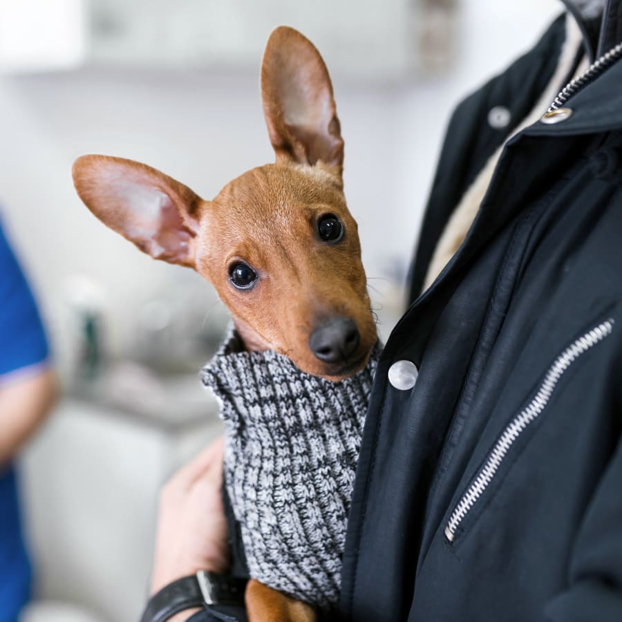 Cat & Dog Vaccinations in Morton