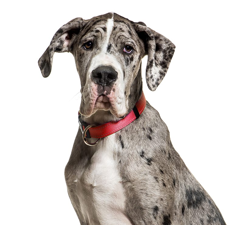 Giant Dogs, Stoney Creek Veterinary Hospital